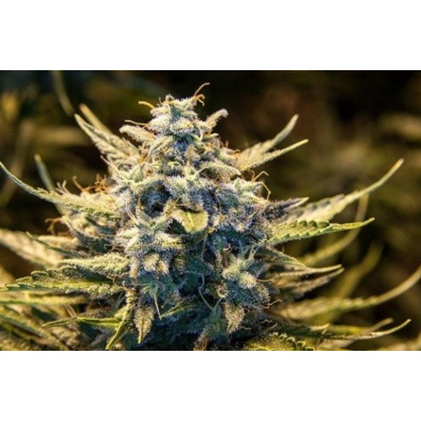 malawi-fem2-izicbd.re-974